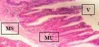 Nutritious Attempts to Detoxify Aflatoxic Diets of Tilapia Fish - Image 48