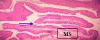 Nutritious Attempts to Detoxify Aflatoxic Diets of Tilapia Fish - Image 50