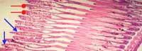 Nutritious Attempts to Detoxify Aflatoxic Diets of Tilapia Fish - Image 53