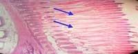 Nutritious Attempts to Detoxify Aflatoxic Diets of Tilapia Fish - Image 56