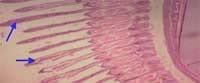 Nutritious Attempts to Detoxify Aflatoxic Diets of Tilapia Fish - Image 58
