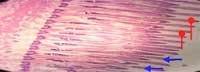 Nutritious Attempts to Detoxify Aflatoxic Diets of Tilapia Fish - Image 60