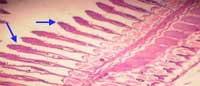 Nutritious Attempts to Detoxify Aflatoxic Diets of Tilapia Fish - Image 63