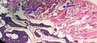 Nutritious Attempts to Detoxify Aflatoxic Diets of Tilapia Fish - Image 65