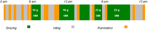 Open the new strip during the afternoon enhances daily weight gains (Linking pasture and animal processes) - Image 1