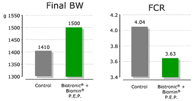 Gut Health Management in Poultry: Update on Natural Growth Promoters - Image 5