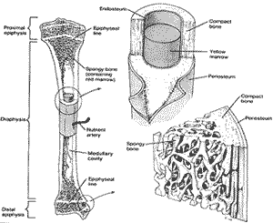 Effects of mycotoxins on the bone structure and leg weakness in poultry: estimation of the economic loss by leg weakness - Image 2