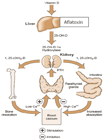 Effects of mycotoxins on the bone structure and leg weakness in poultry: estimation of the economic loss by leg weakness - Image 4