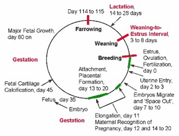 Orego-Stim® for the lactating sow and its litter - Image 1