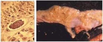 Coccidiosis in Poultry - Image 1