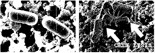 Coccidiosis in Poultry - Image 4