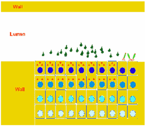 Coccidiosis in Poultry - Image 5