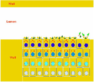 Coccidiosis in Poultry - Image 7