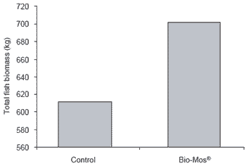 Influence of dietary Bio-Mos® on growth, survival and immune status of rainbow trout (Salmo gairdneri irideus G.) and common carp (Cyprinus carpio L.) - Image 4