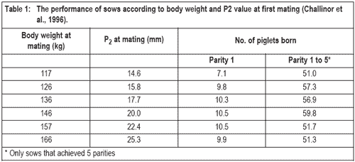 Challenges in feeding the modern sow - Image 1