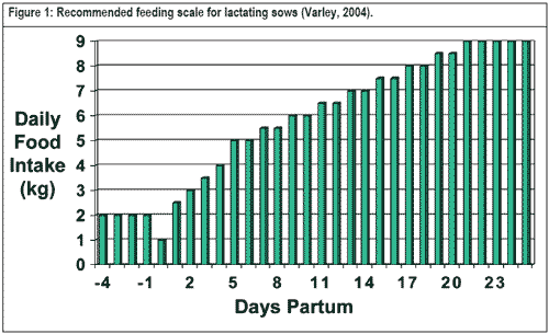 Challenges in feeding the modern sow - Image 3