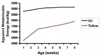 Usage of fat in broiler nutrition - Image 3