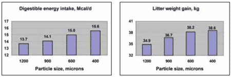 Improved animal performance through feed processing technology (Part 1) - Image 4