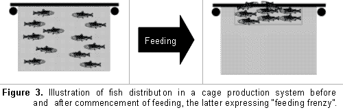 Towards better aquafeeds and feeding management practices in Southern Africa - Image 5