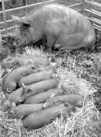 The new energy crisis: food, feed, or fuel? Will ethanol displace gasoline or simply take food off our plates and feed from our animals? How can new technologies help? - Image 17