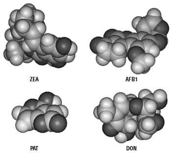 Counteracting mycotoxin contamination: the effectiveness of Saccharomyces cerevisiae cell wall glucans in Mycosorb® for sequestering mycotoxins - Image 5