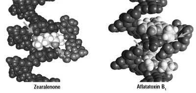 Counteracting mycotoxin contamination: the effectiveness of Saccharomyces cerevisiae cell wall glucans in Mycosorb® for sequestering mycotoxins - Image 17