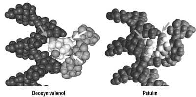 Counteracting mycotoxin contamination: the effectiveness of Saccharomyces cerevisiae cell wall glucans in Mycosorb® for sequestering mycotoxins - Image 18