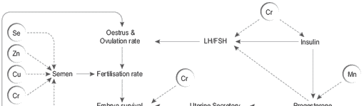 Nutritional approaches to maximize fertility in modern pig genotypes - Image 3