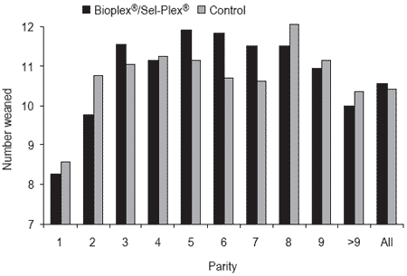 Nutritional approaches to maximize fertility in modern pig genotypes - Image 7