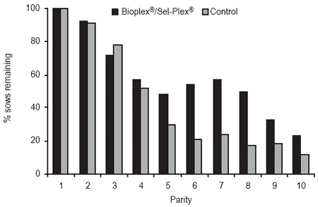 Nutritional approaches to maximize fertility in modern pig genotypes - Image 8
