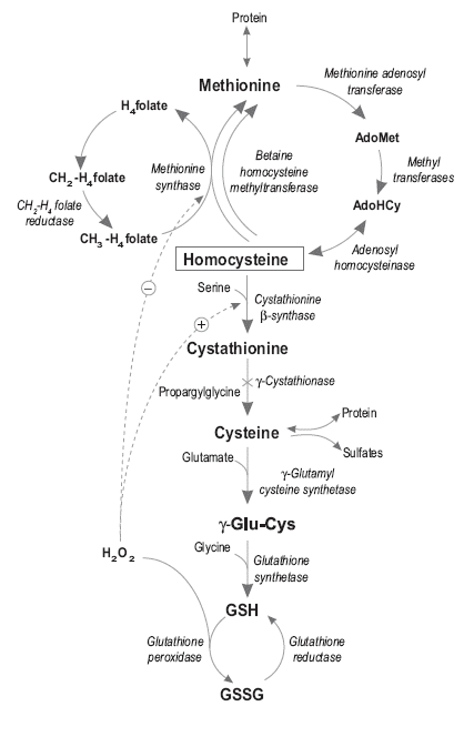 Selenium metabolism, the glutathione peroxidase system and their interaction with some B vitamins in pigs - Image 3