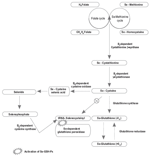Selenium metabolism, the glutathione peroxidase system and their interaction with some B vitamins in pigs - Image 4