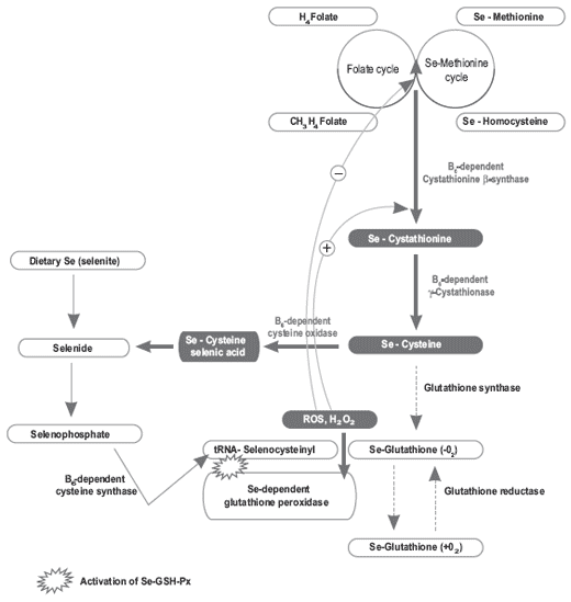 Selenium metabolism, the glutathione peroxidase system and their interaction with some B vitamins in pigs - Image 5