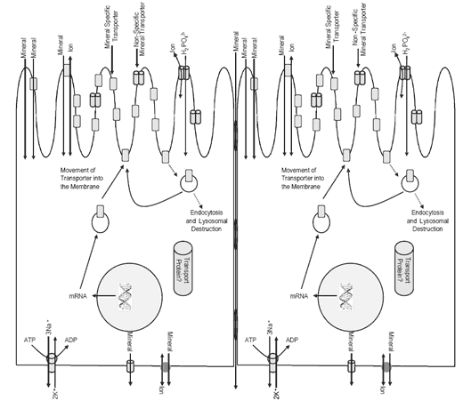 Understanding organic mineral uptake mechanisms: experiments with Bioplex® Cu - Image 1