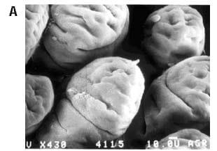 Physiological dynamics at the intestinal brush border - Image 1