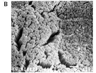 Physiological dynamics at the intestinal brush border - Image 2