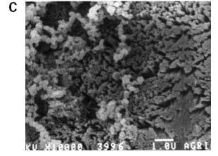 Physiological dynamics at the intestinal brush border - Image 3