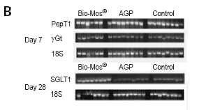 Physiological dynamics at the intestinal brush border - Image 5