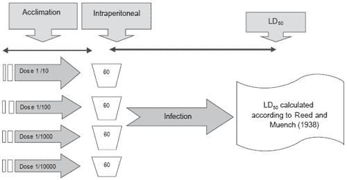 Reduced mortality in Atlantic salmon fed diets supplemented with nucleotides - Image 1