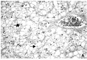 Does feeding Bio-Mos® enhance immune system function and disease resistance in European sea bass (Dicentrarchus labrax)? - Image 8