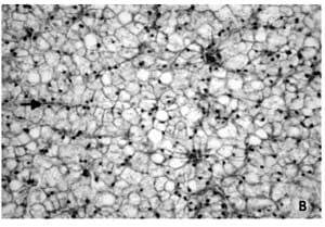 Does feeding Bio-Mos® enhance immune system function and disease resistance in European sea bass (Dicentrarchus labrax)? - Image 9