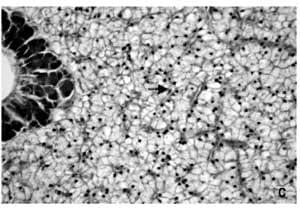 Does feeding Bio-Mos® enhance immune system function and disease resistance in European sea bass (Dicentrarchus labrax)? - Image 10