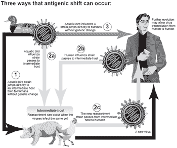 A fowl fear: is avian influenza (bird flu) on the leading edge of a global pandemic? - Image 4