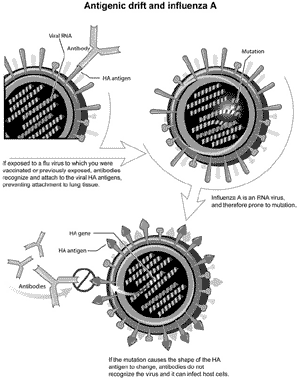 A fowl fear: is avian influenza (bird flu) on the leading edge of a global pandemic? - Image 5