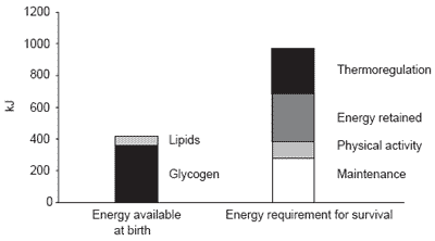 The issue of colostrum in piglet survival: energy and immunity - Image 4