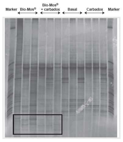 Impact of Bio-Mos® on microbial ecology of the pig digestive tract - Image 2
