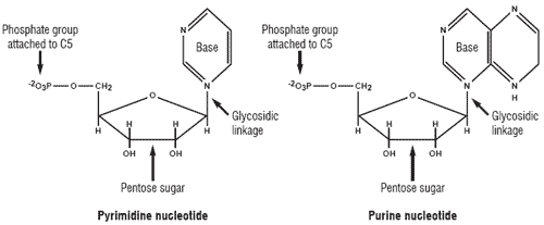 Functional foods for aquaculture: benefits of NuPro® and dietary nucleotides in aquaculture feeds - Image 4