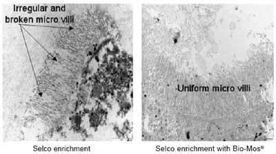 Improving growth performance and health status of aquaculture stocks in Europe through the use of Bio-Mos - Image 4