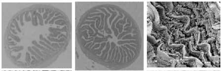 Improving growth performance and health status of aquaculture stocks in Europe through the use of Bio-Mos - Image 5
