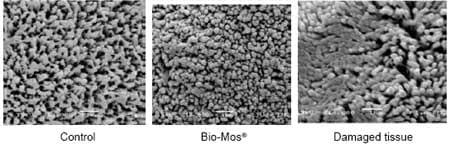 Improving growth performance and health status of aquaculture stocks in Europe through the use of Bio-Mos - Image 6
